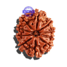 Load image into Gallery viewer, 10 Mukhi Nepalese Rudraksha - Bead No. 262
