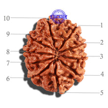 Load image into Gallery viewer, 10 Mukhi Nepalese Rudraksha - Bead No. 262