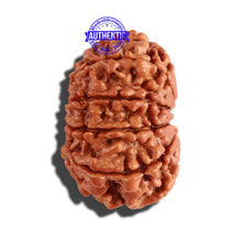 Load image into Gallery viewer, 10 Mukhi Nepalese Rudraksha - Bead No. 262