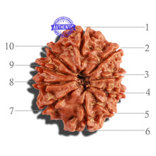 Load image into Gallery viewer, 10 Mukhi Nepalese Rudraksha - Bead No. 264