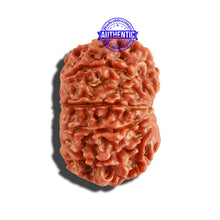 Load image into Gallery viewer, 10 Mukhi Nepalese Rudraksha - Bead No. 264
