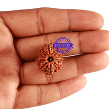 Load image into Gallery viewer, 10 Mukhi Nepalese Rudraksha - Bead No. 265