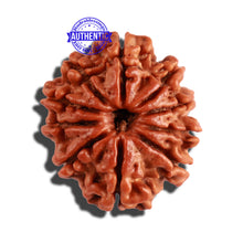 Load image into Gallery viewer, 10 Mukhi Nepalese Rudraksha - Bead No. 267