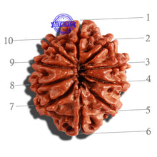 Load image into Gallery viewer, 10 Mukhi Nepalese Rudraksha - Bead No. 267