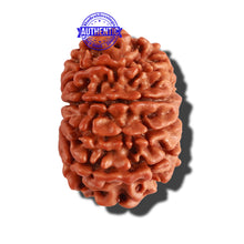 Load image into Gallery viewer, 10 Mukhi Nepalese Rudraksha - Bead No. 267