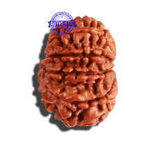 Load image into Gallery viewer, 10 Mukhi Nepalese Rudraksha - Bead No. 267