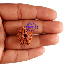 Load image into Gallery viewer, 10 Mukhi Nepalese Ganesha Rudraksha - Bead No. 268