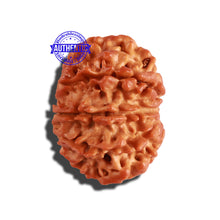 Load image into Gallery viewer, 10 Mukhi Nepalese Ganesha Rudraksha - Bead No. 268
