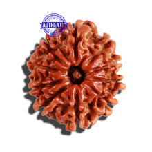 Load image into Gallery viewer, 10 Mukhi Nepalese Rudraksha - Bead No. 270