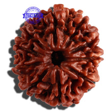 Load image into Gallery viewer, 10 Mukhi Nepalese Rudraksha - Bead No. 273
