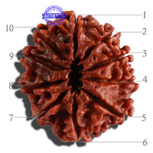 Load image into Gallery viewer, 10 Mukhi Nepalese Rudraksha - Bead No. 273