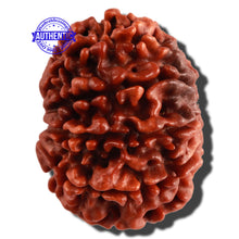 Load image into Gallery viewer, 10 Mukhi Nepalese Rudraksha - Bead No. 273