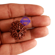 Load image into Gallery viewer, 10 Mukhi Nepalese Rudraksha - Bead No. 274