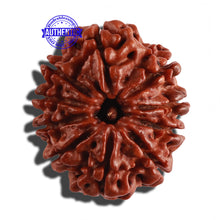 Load image into Gallery viewer, 10 Mukhi Nepalese Rudraksha - Bead No. 274