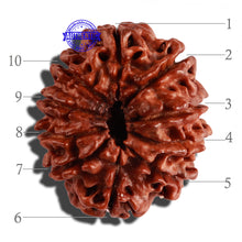 Load image into Gallery viewer, 10 Mukhi Nepalese Rudraksha - Bead No. 274