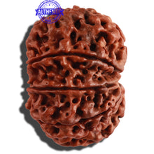 Load image into Gallery viewer, 10 Mukhi Nepalese Rudraksha - Bead No. 275