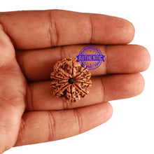 Load image into Gallery viewer, 10 Mukhi Nepalese Rudraksha - Bead No. 276