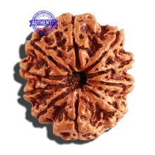 Load image into Gallery viewer, 10 Mukhi Nepalese Rudraksha - Bead No. 276