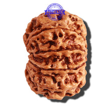 Load image into Gallery viewer, 10 Mukhi Nepalese Rudraksha - Bead No. 276