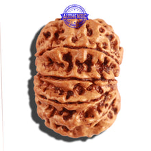 Load image into Gallery viewer, 10 Mukhi Nepalese Rudraksha - Bead No. 276