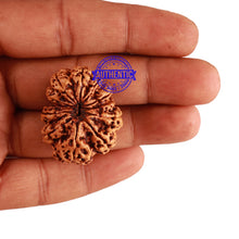 Load image into Gallery viewer, 10 Mukhi Nepalese Rudraksha - Bead No. 278