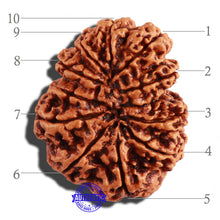 Load image into Gallery viewer, 10 Mukhi Nepalese Rudraksha - Bead No. 278