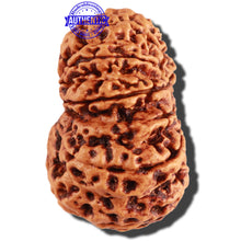 Load image into Gallery viewer, 10 Mukhi Nepalese Rudraksha - Bead No. 278