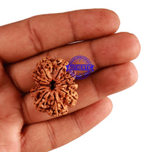 Load image into Gallery viewer, 10 Mukhi Nepalese Rudraksha - Bead No. 279