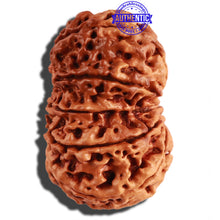 Load image into Gallery viewer, 10 Mukhi Nepalese Rudraksha - Bead No. 279