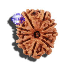 Load image into Gallery viewer, 10 Mukhi Nepalese Rudraksha - Bead No 28