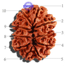 Load image into Gallery viewer, 10 Mukhi Nepalese Rudraksha - Bead No. 280