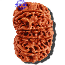 Load image into Gallery viewer, 10 Mukhi Nepalese Rudraksha - Bead No. 280