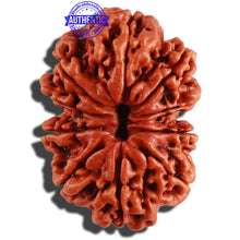 Load image into Gallery viewer, 10 Mukhi Nepalese Rudraksha - Bead No. 281