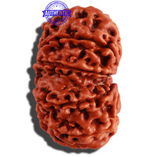 Load image into Gallery viewer, 10 Mukhi Nepalese Rudraksha - Bead No. 281