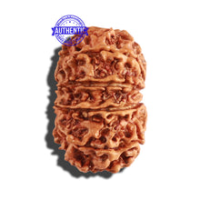 Load image into Gallery viewer, 10 Mukhi Nepalese Rudraksha - Bead No. 285