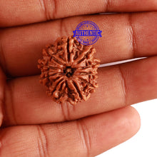 Load image into Gallery viewer, 10 Mukhi Nepalese Rudraksha - Bead No. 286