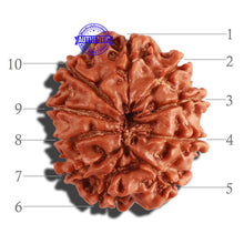 Load image into Gallery viewer, 10 Mukhi Nepalese Rudraksha - Bead No. 286