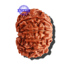 Load image into Gallery viewer, 10 Mukhi Nepalese Rudraksha - Bead No. 286
