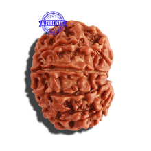 Load image into Gallery viewer, 10 Mukhi Nepalese Rudraksha - Bead No. 286