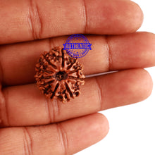 Load image into Gallery viewer, 10 Mukhi Nepalese Rudraksha - Bead No. 287