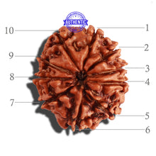 Load image into Gallery viewer, 10 Mukhi Nepalese Rudraksha - Bead No. 287
