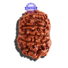 Load image into Gallery viewer, 10 Mukhi Nepalese Rudraksha - Bead No. 287