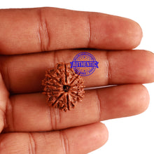 Load image into Gallery viewer, 10 Mukhi Nepalese Rudraksha - Bead No. 288