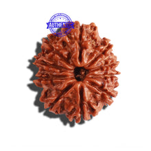 Load image into Gallery viewer, 10 Mukhi Nepalese Rudraksha - Bead No. 288