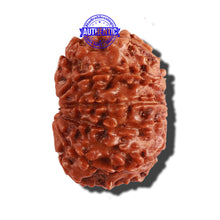 Load image into Gallery viewer, 10 Mukhi Nepalese Rudraksha - Bead No. 288