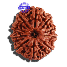 Load image into Gallery viewer, 10 Mukhi Nepalese Rudraksha - Bead No 289