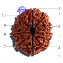 Load image into Gallery viewer, 10 Mukhi Nepalese Rudraksha - Bead No 289
