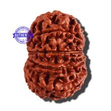 Load image into Gallery viewer, 10 Mukhi Nepalese Rudraksha - Bead No 289
