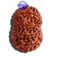 Load image into Gallery viewer, 10 Mukhi Nepalese Rudraksha - Bead No 289