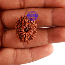 Load image into Gallery viewer, 10 Mukhi Nepalese Rudraksha - Bead No. 291